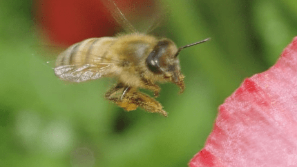 ミツバチ　社会性