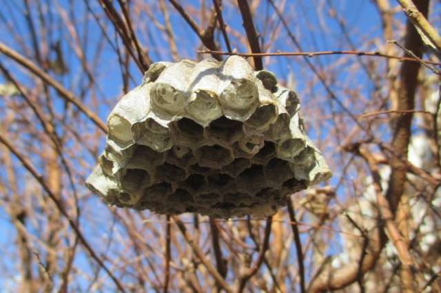 蜂の巣　アシナガバチ